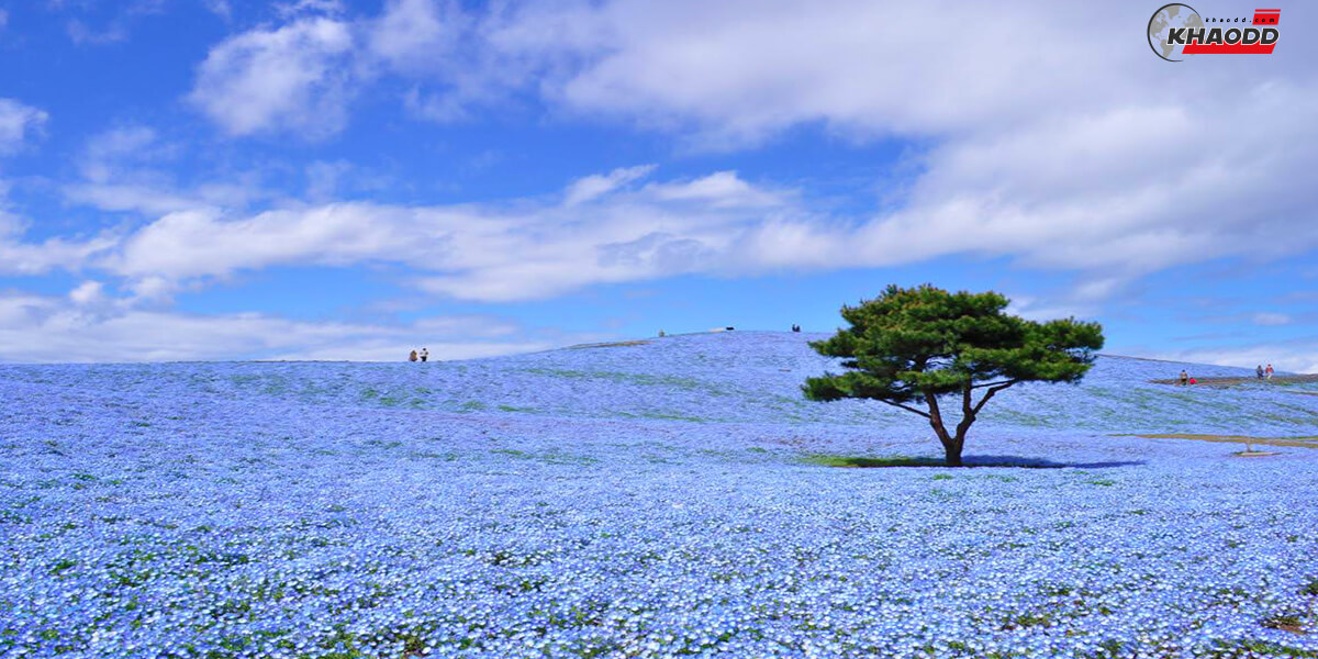 5 สวนดอกไม้สวยทั่วโลก-ฮิตาจิ ซีไซด์ ปาร์ก