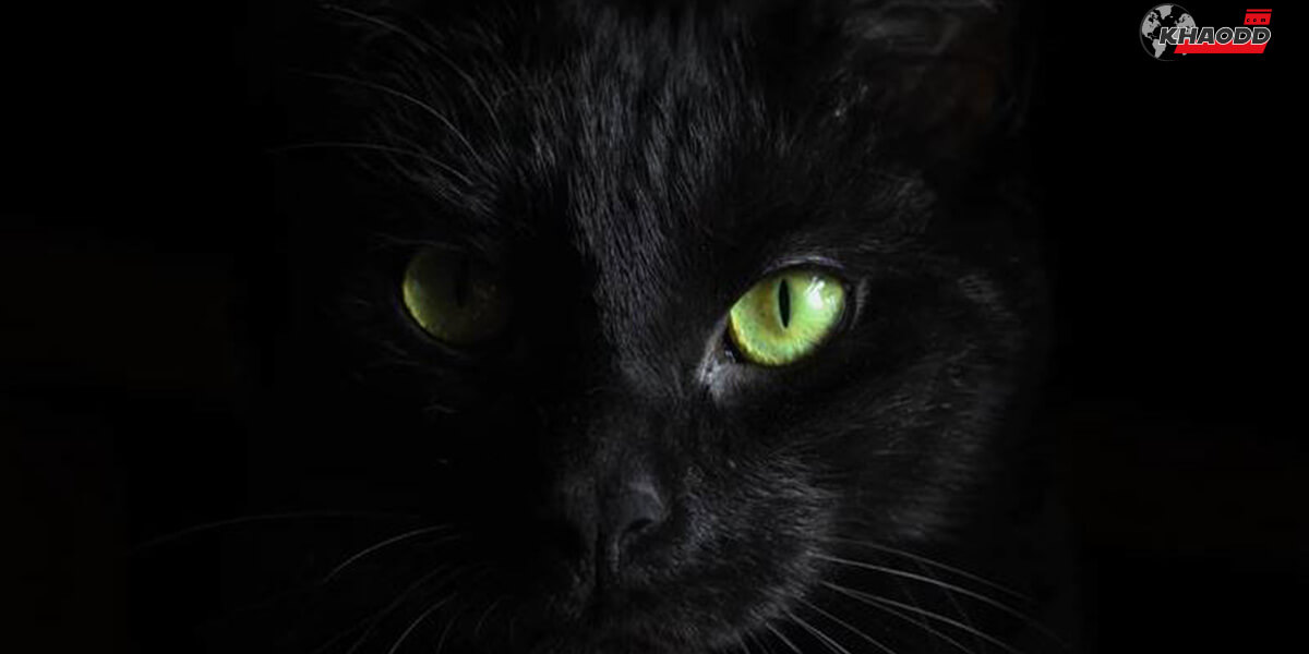 แมวดำนั้นคนโบราณเชื่อว่าเป็นแมวที่นำพาความโชคร้าย