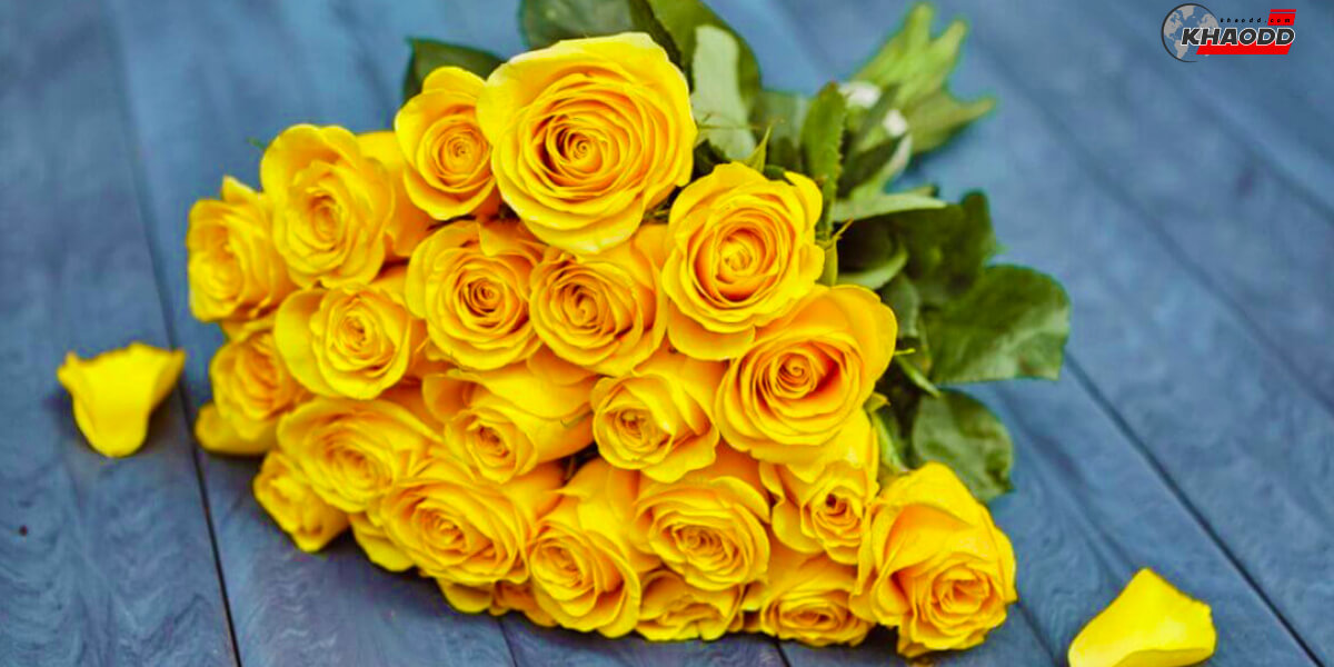 ความหมายของดอกกุหลาบสีเหลือง 