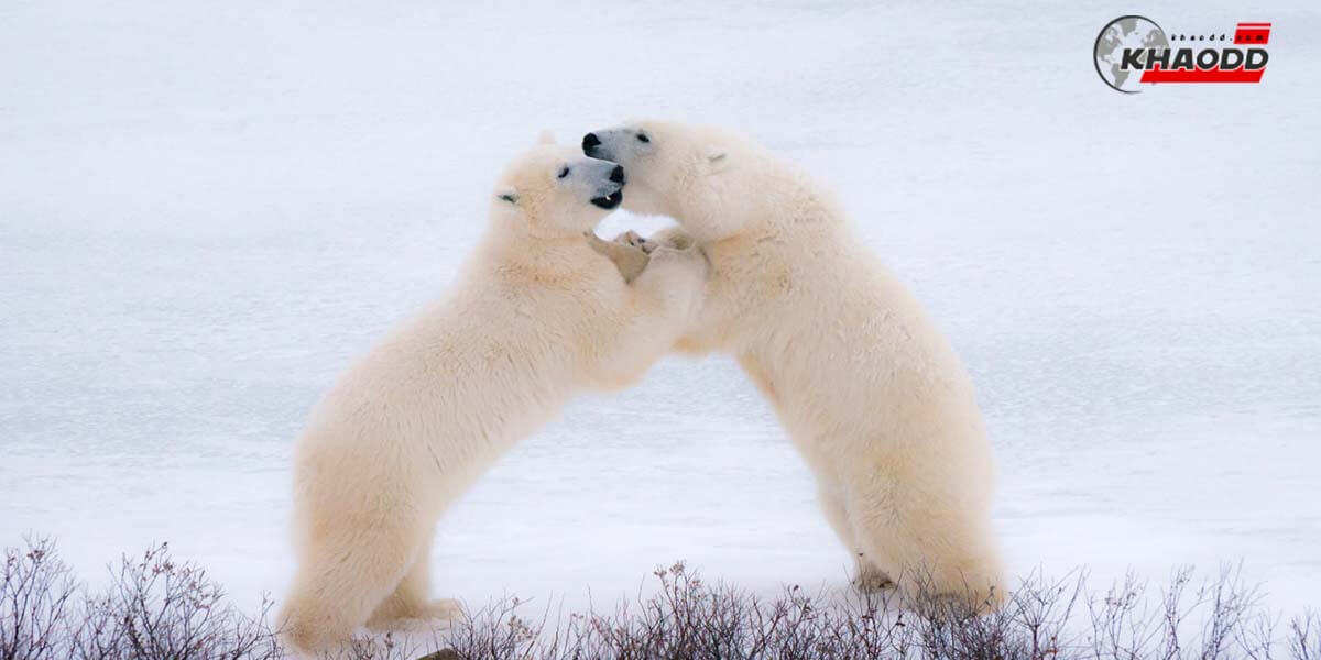 10 ภาพหมีขาวสุดน่ารัก-กอดโหน่ย