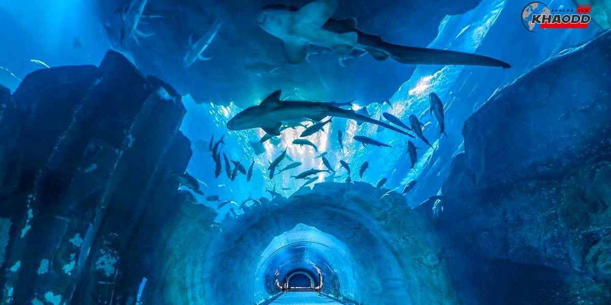 SeaLife Bangkok Ocean World สถานที่ท่องเที่ยวสุดโรแมนติกสำหรับคนมีคู่