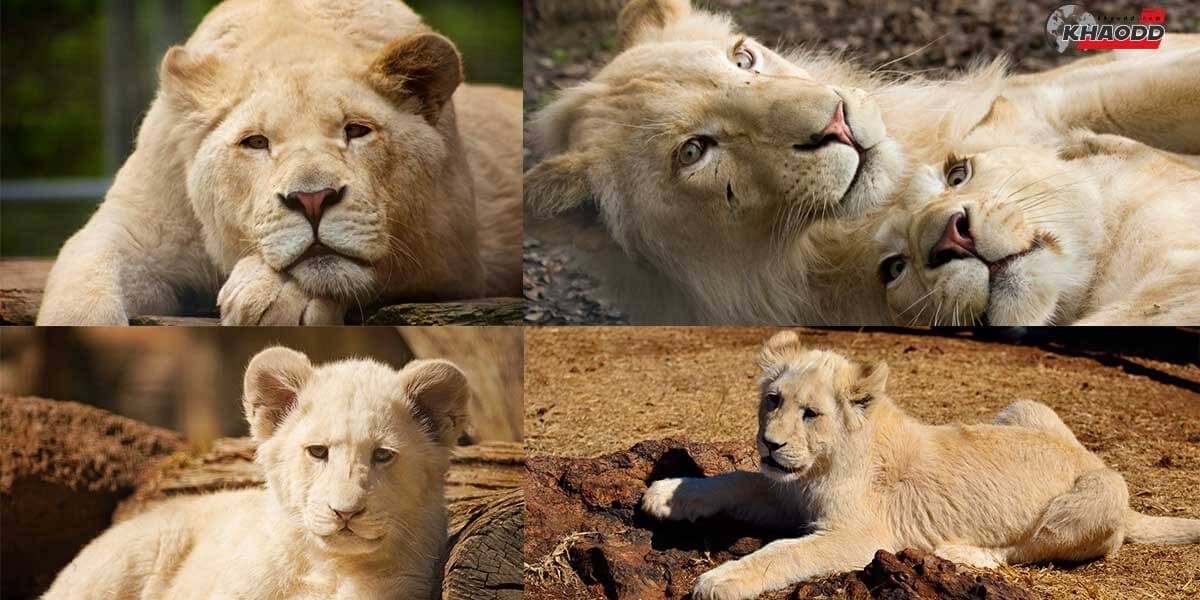 5 ภาพสิงโตขาวสุดน่ารัก-white lion