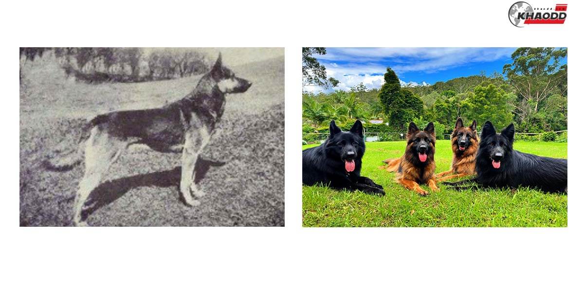 ความเปลี่ยนแปลงสุนัข- เยอรมัน เชพเพิร์ด (German Shepherd)