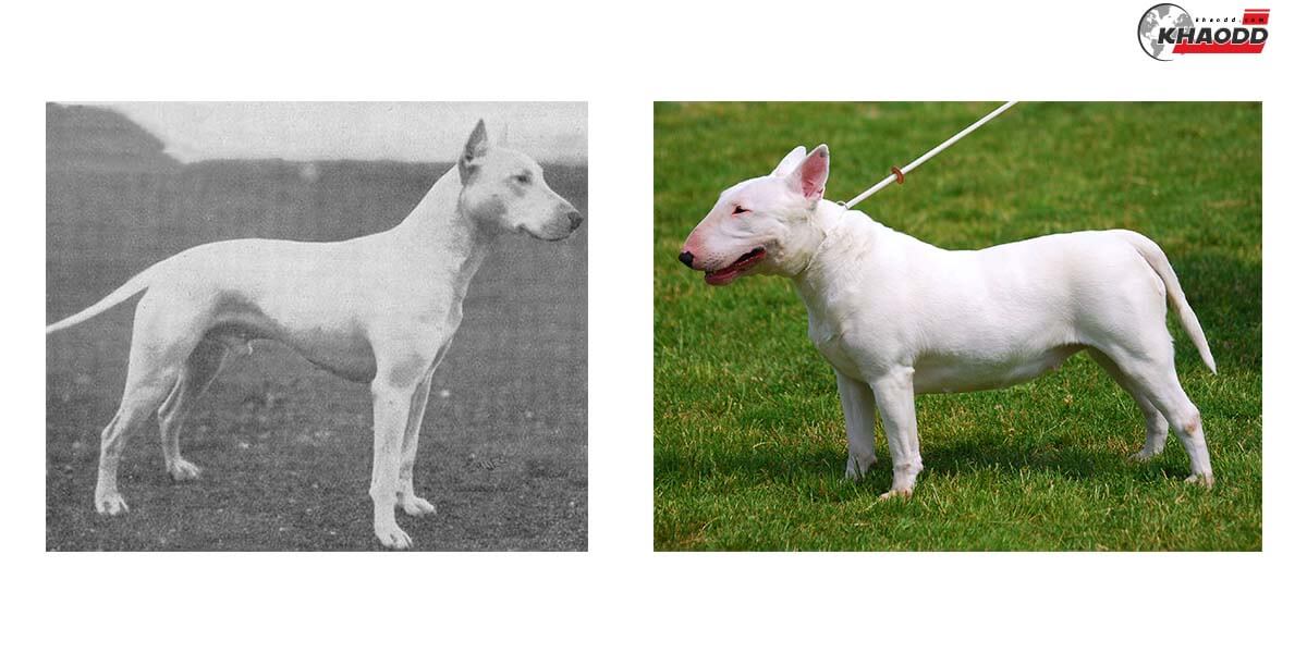 ความเปลี่ยนแปลงของบูลเทอร์เรีย (Bull Terrier)