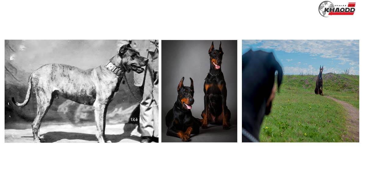 ความเปลี่ยนแปลงของโดเบอร์แมน (Dobermann)