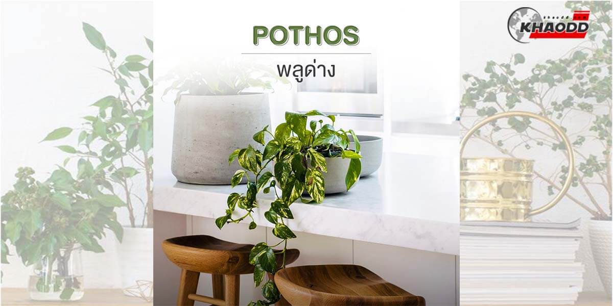 ตกแต่งบ้านด้วย 3 ต้นไม้-Pothos พลูด่าง