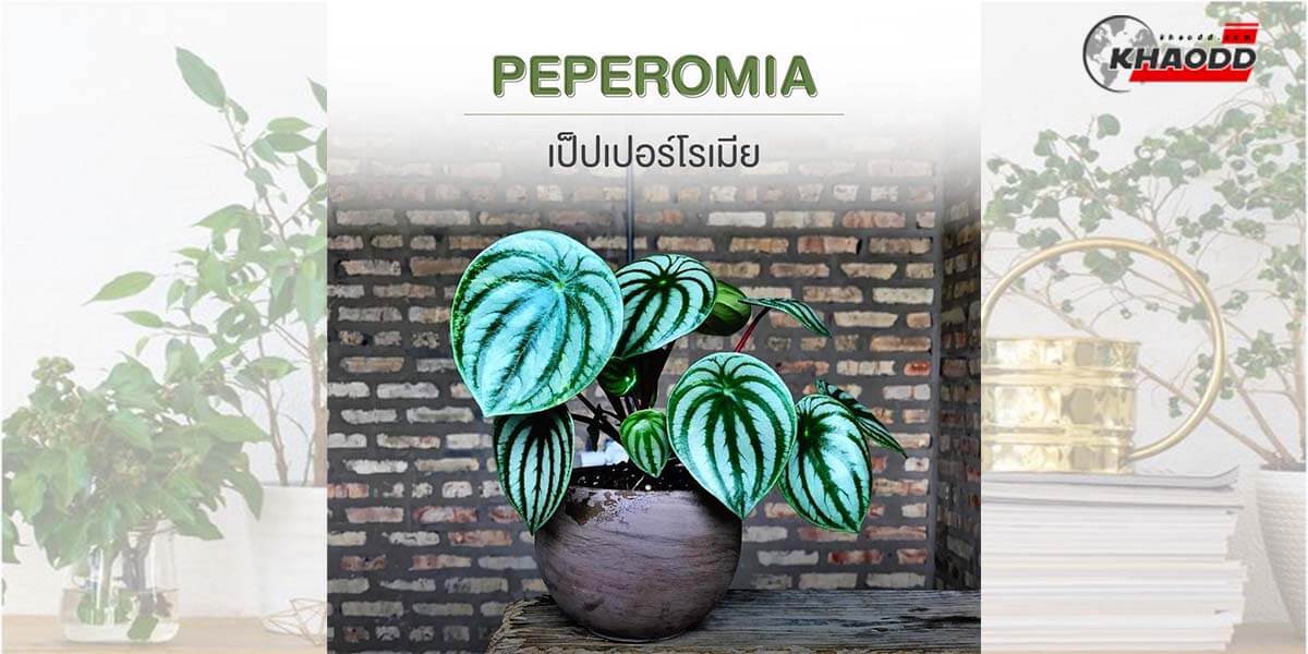 Peperomia เป็ปเปอร์โรเมีย