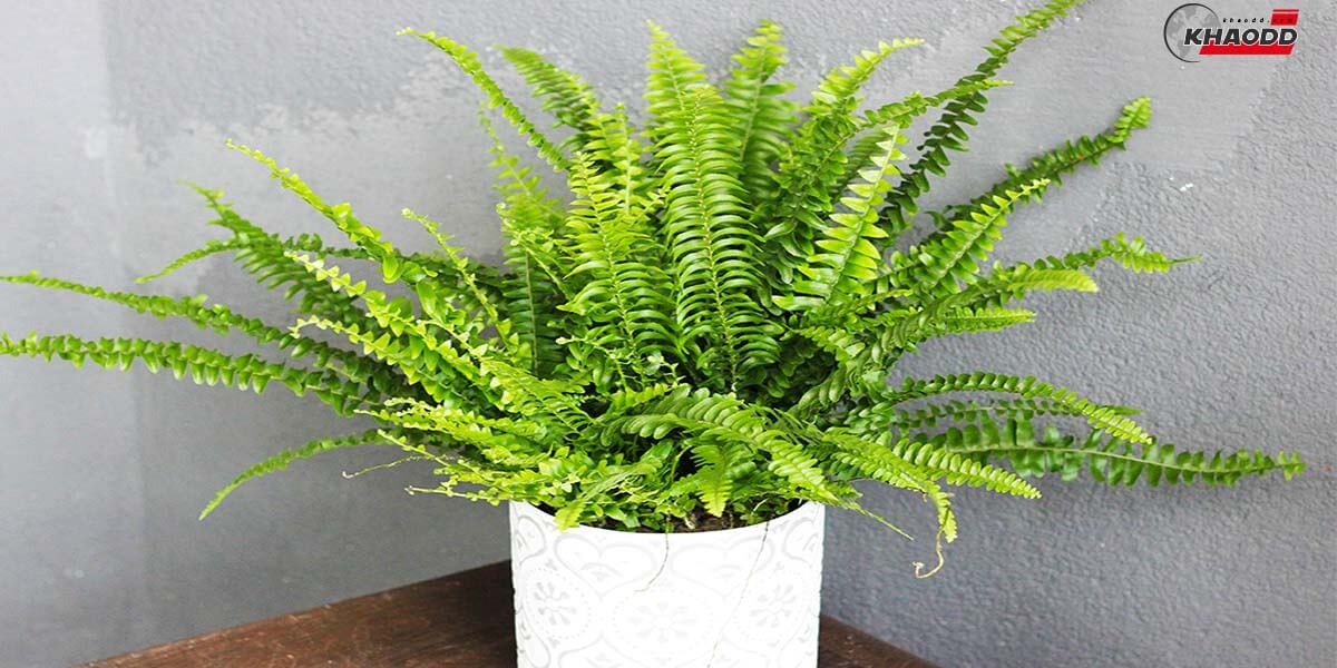 เฟิร์นบอสตัน (Boston Fern)