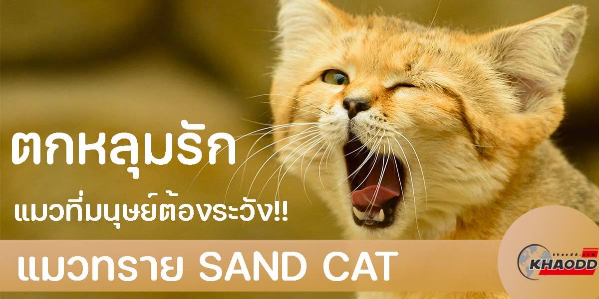 แมวทรายสุดน่ารัก-Sand Cat น้องแมวสายพันธุ์ใหม่