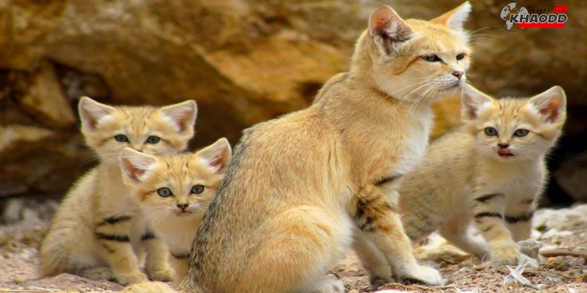 Sand Cat น้องแมวสายพันธุ์ที่มนุษย์ต้องระวัง!! ตกหลุมรัก