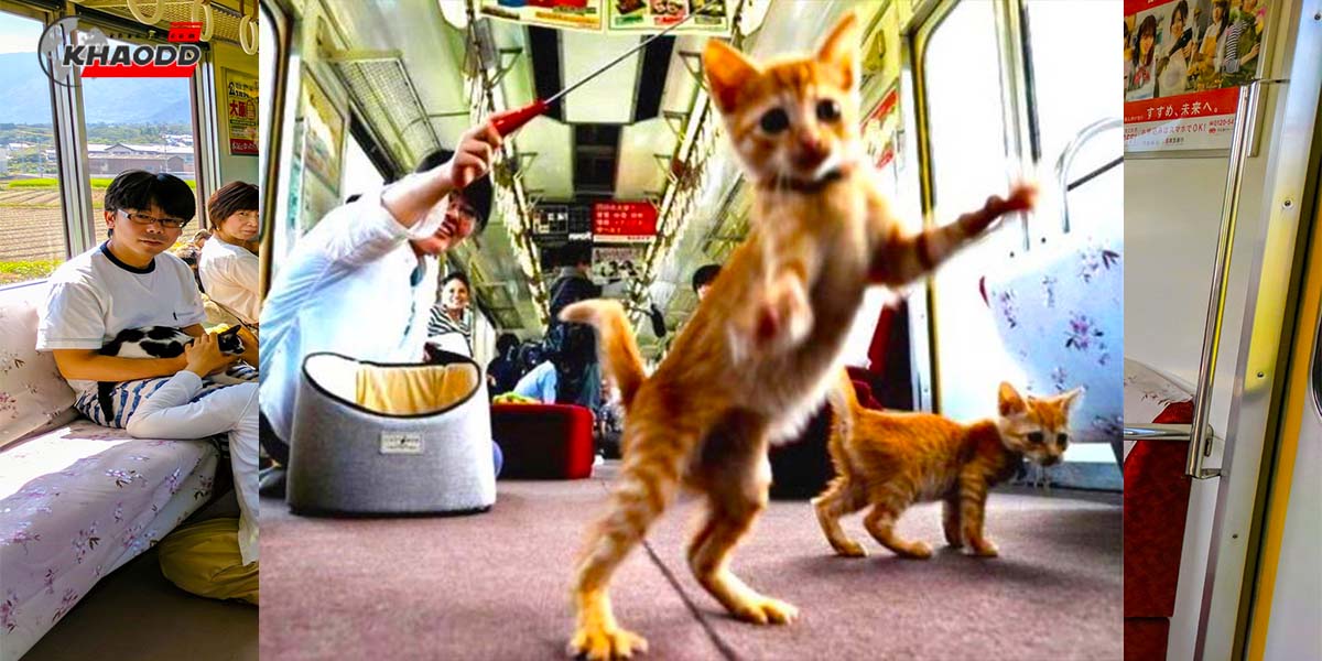 นั่งรถไฟชมวิวพร้อมแมว-สายแมวเหมียว