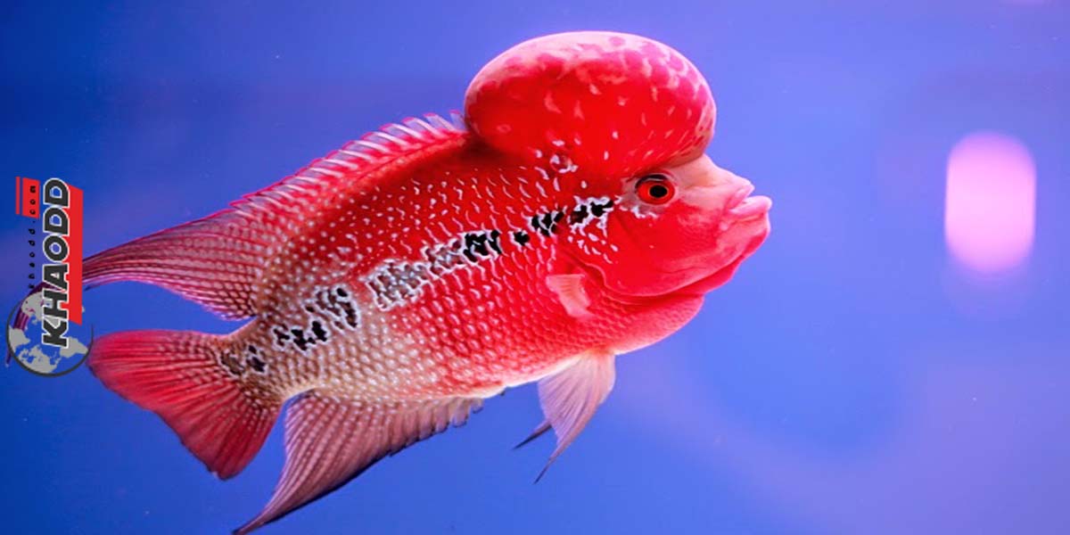 12 ปลาสวยงามน่าเลี้ยง-ปลาหมอสี