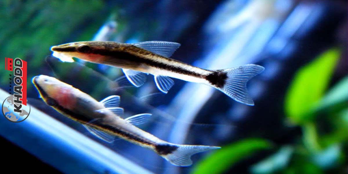 12 ปลาสวยงามน่าเลี้ยง-ปลาออตโต้