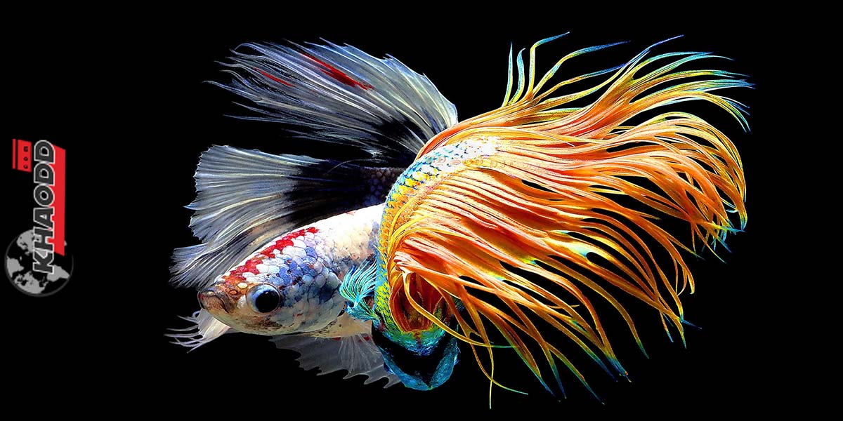 12 ปลาสวยงามน่าเลี้ยง-สีสันสวยงาม