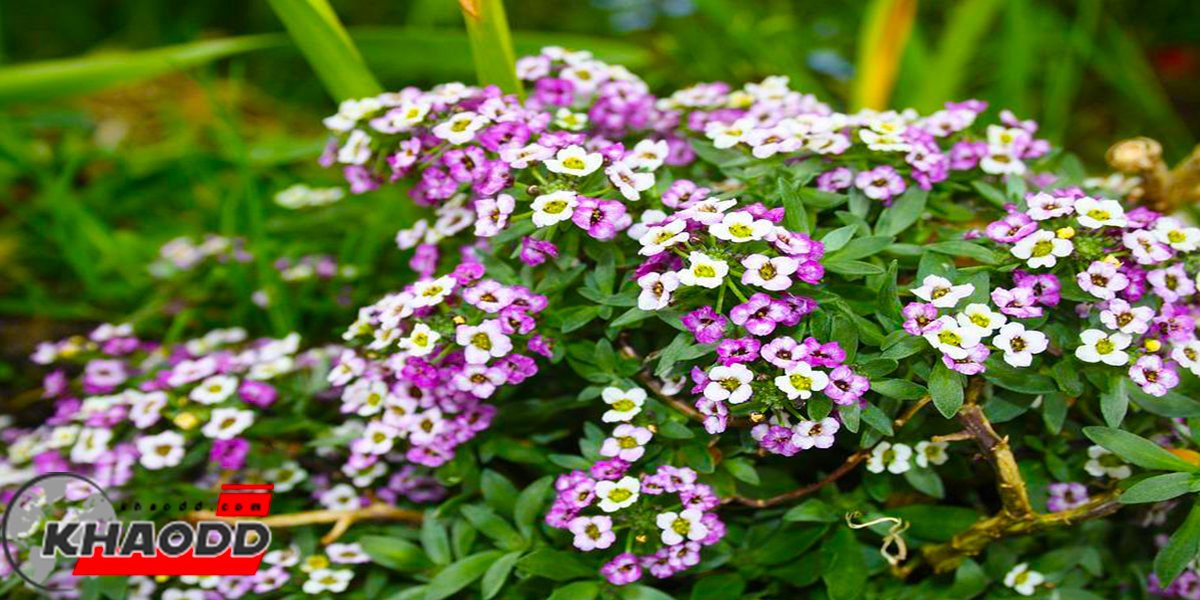 ดอกไม้สวยที่กินได้ดอกอลิสซั่ม (ALYSSUM)