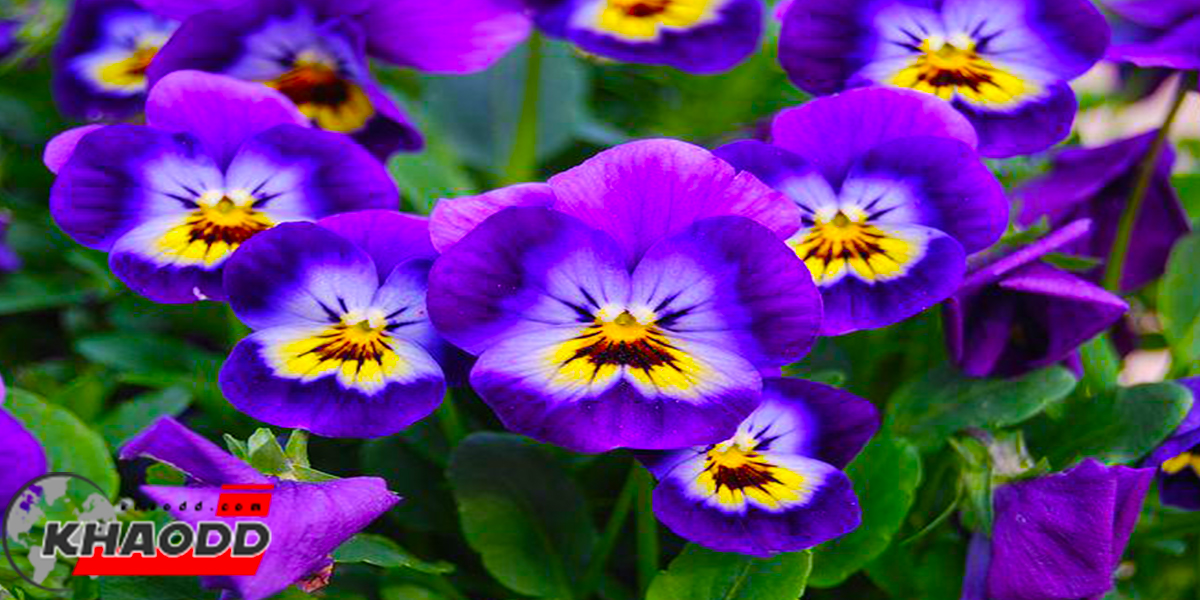 6 ดอกไม้สวยที่กินได้-VIOLA CORNUTA)