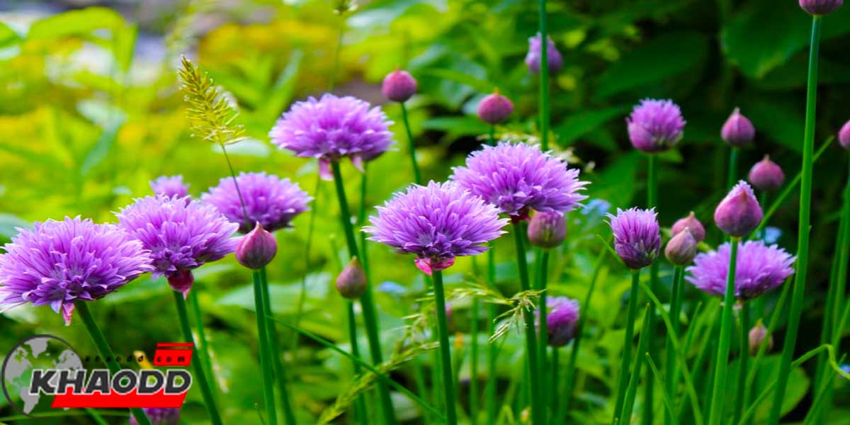 ดอกไม้สวยที่กินได้ดอกไชว์ส (CHIVES)