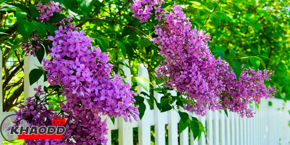 6 ดอกไม้สวยที่กินได้-ดอกไลแลค (LILAC)