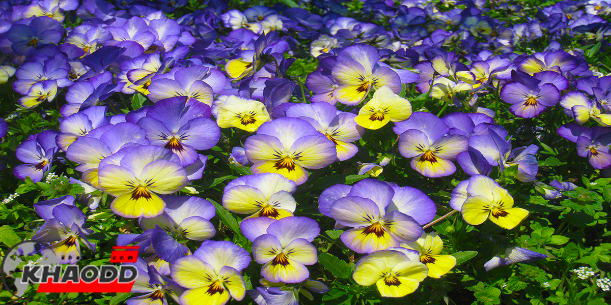 6 ดอกไม้สวยที่กินได้-ของประเทศนิวซีแลนด์