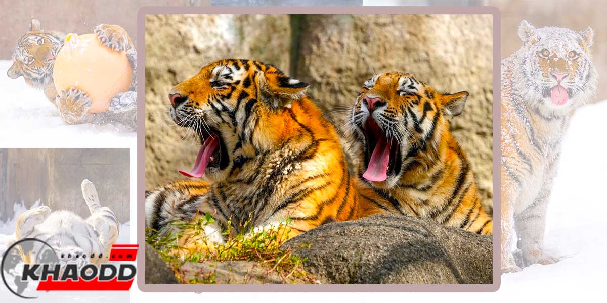 ความน่ารักเสือตัวยักษ์-ห้าวว