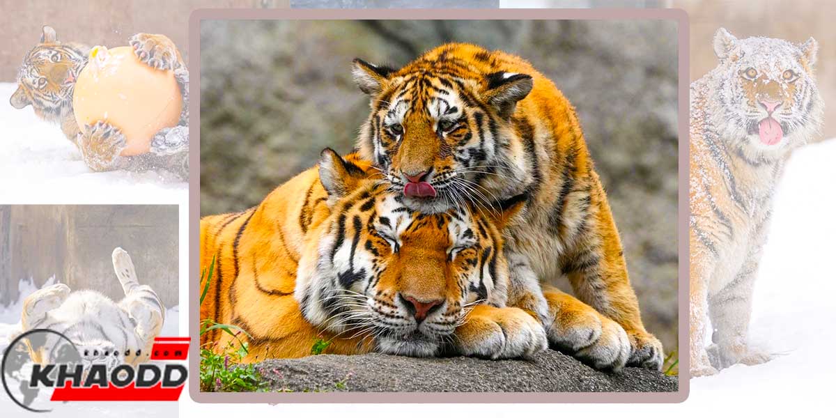 ความน่ารักเสือตัวยักษ์-น้องน่ารัก