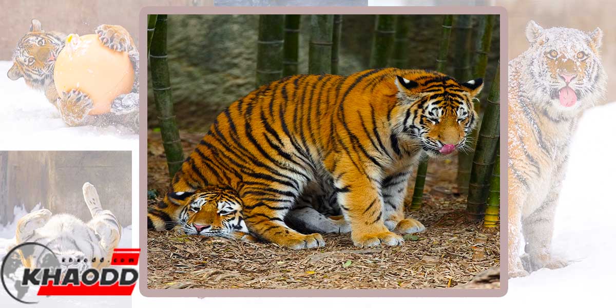 ความน่ารักเสือตัวยักษ์-สุดคิวท์