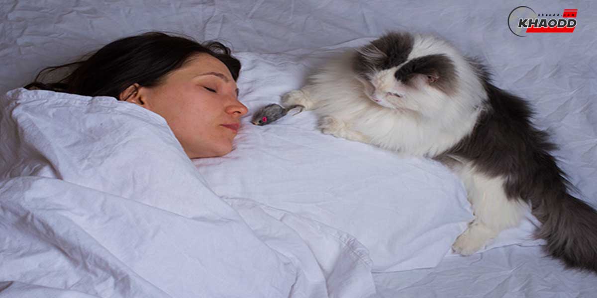 ทำยังไงแมวถึงจะไม่ปลุก-คุณในเวลานอน
