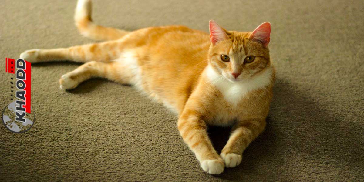 ปรสิตแมว-สามารถขยับขยายสายพันธุ์ได