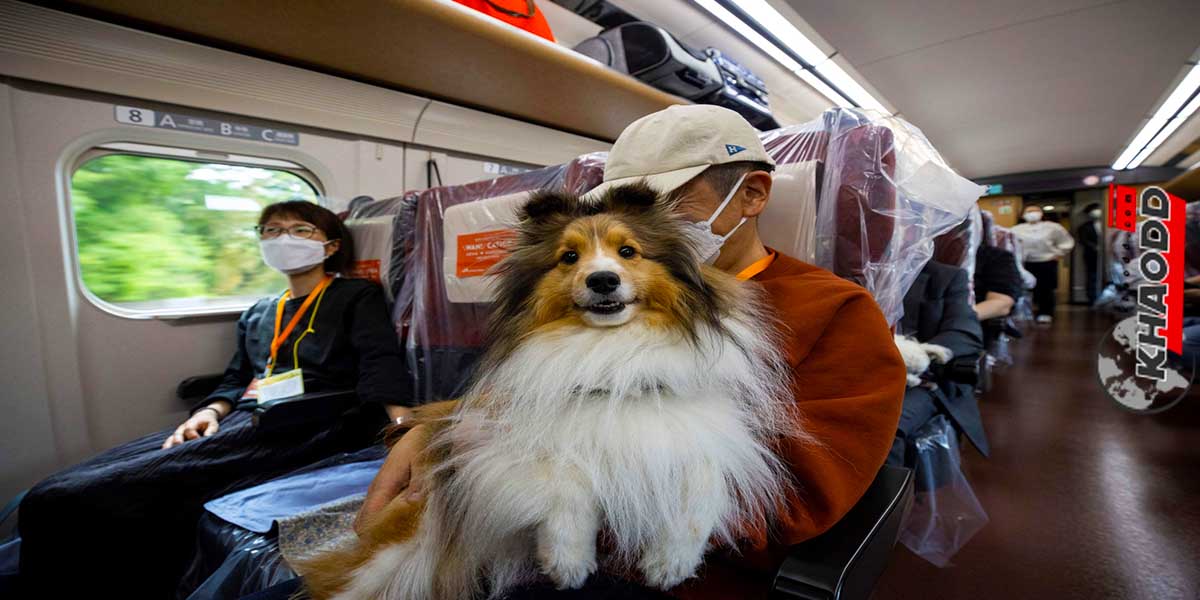 สุนัขคู่ใจไปร่วมเดินทางบนรถไฟชินคันเซ็นได้