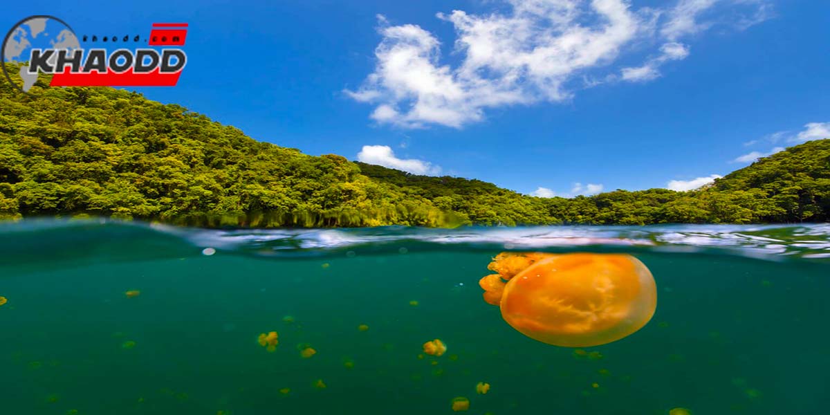 เที่ยว Jellyfish Lake-น่าเที่ยว