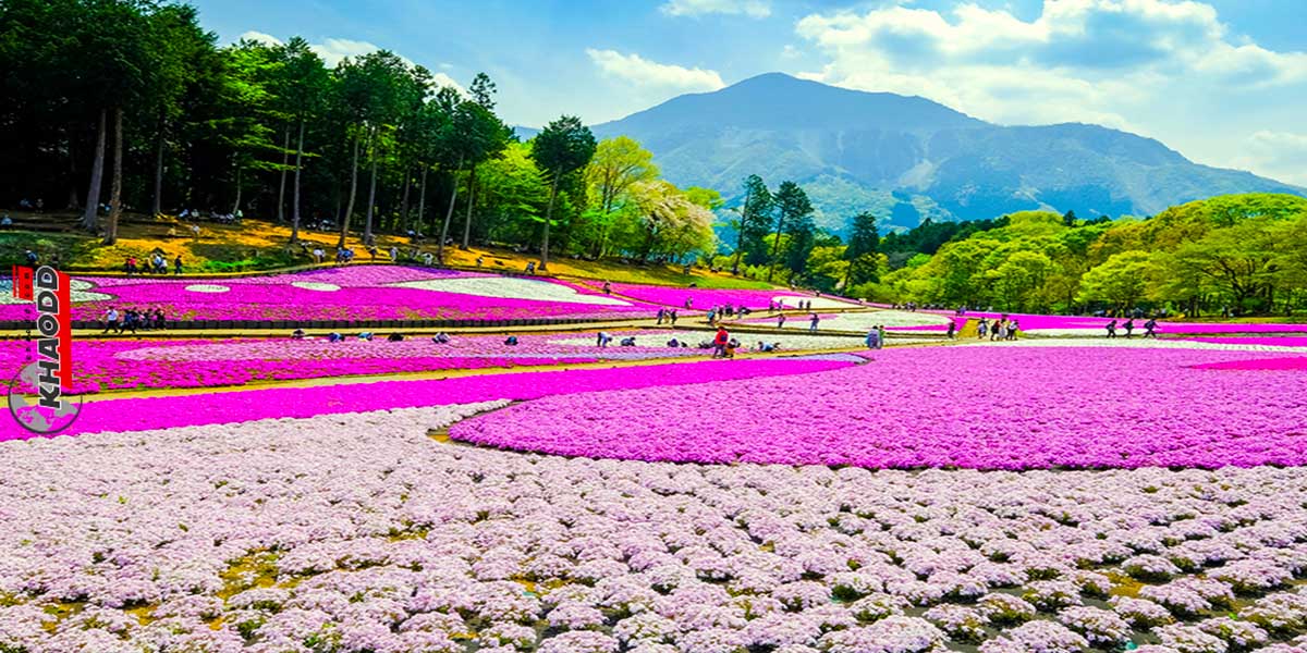 ไปเยี่ยมชมดอกท้อทุ่งดอกไม้สวยงามแห่งญี่ปุ่น