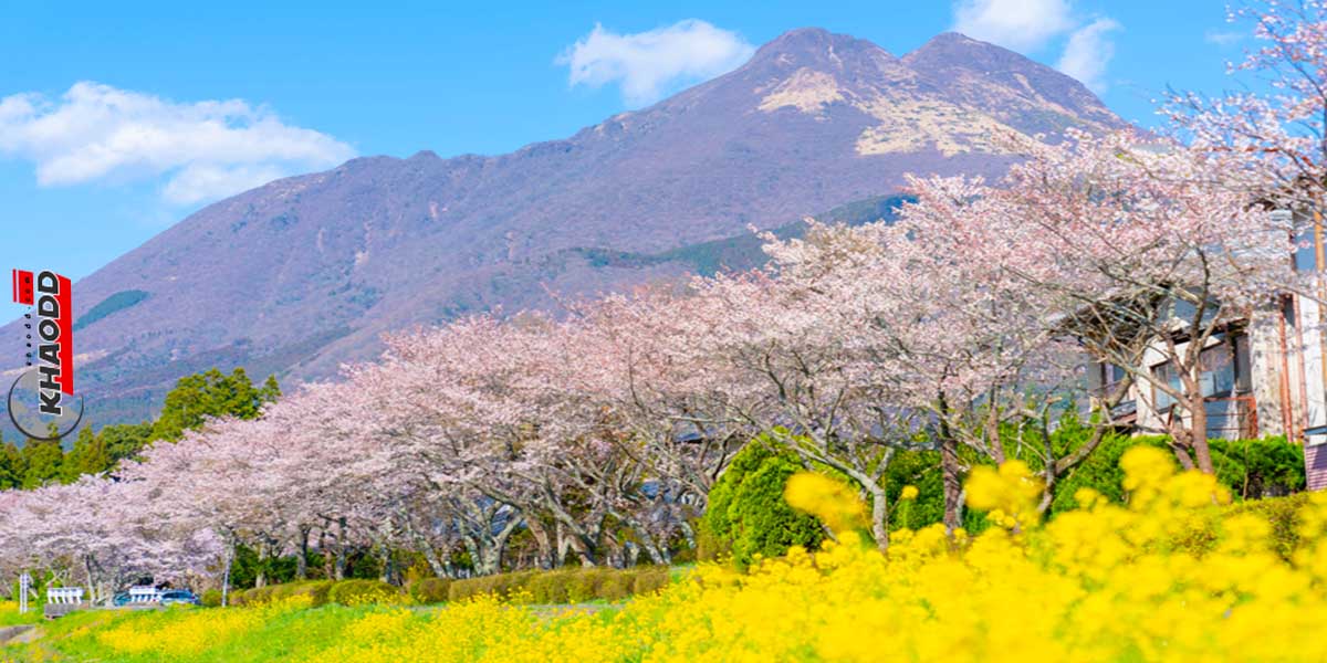 เที่ยวญี่ปุ่นฤดูดอกไม้-ดอกไม้บานสะพรั่งแจกความสวยงาม