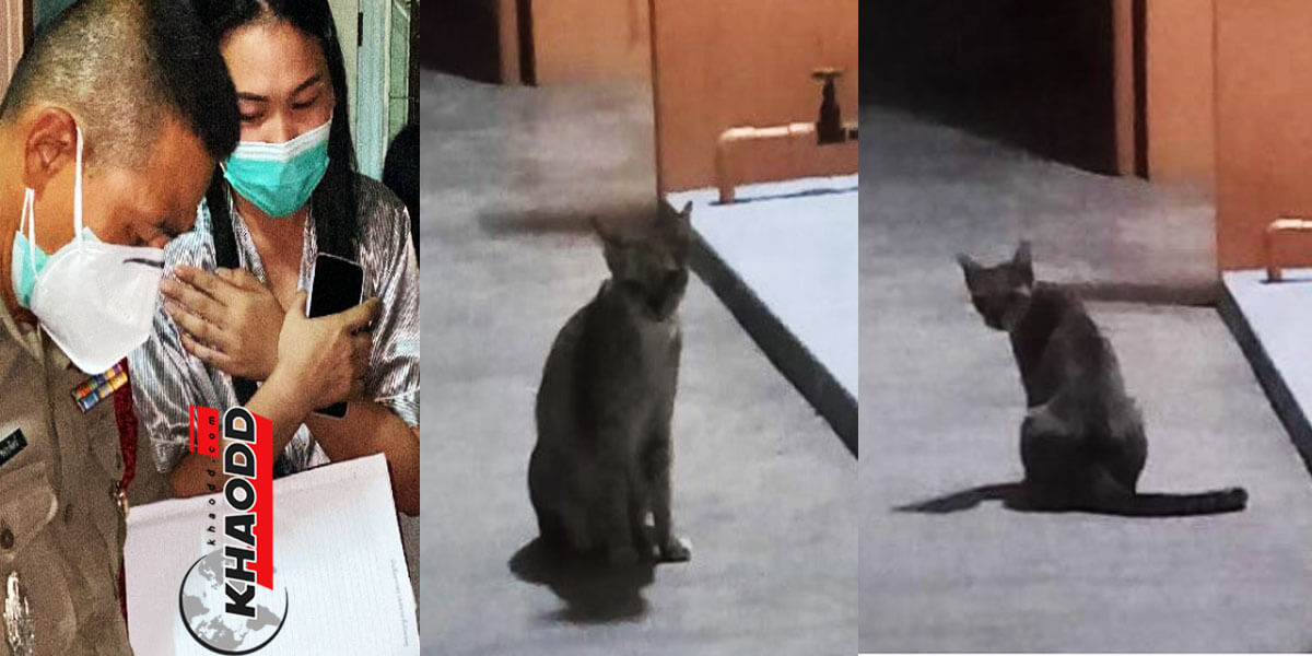 ข่าวทั่วไทย หนุ่ม 25 เสียชีวิตปริศนา ตายมาแล้ว 3 วัน เพื่อนข้างห้องรู้เพราะแมวมานอนเฝ้า