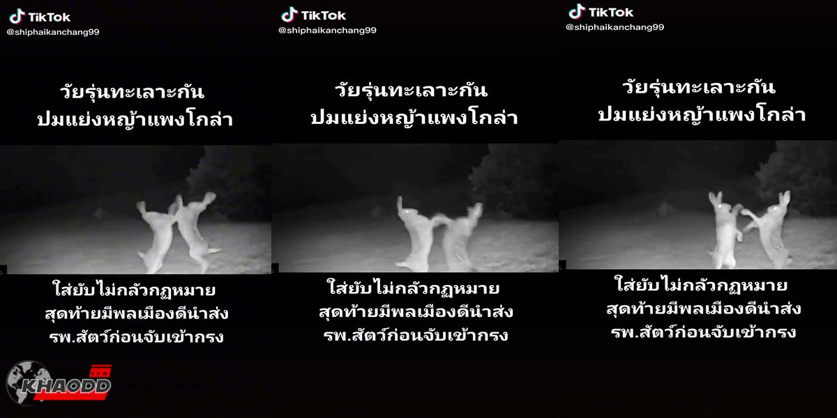 ทะเลาะกันหรือตีกันยังไงให้ให้มันน่ารักน่าเอ็นดูแบบนี้น้อง