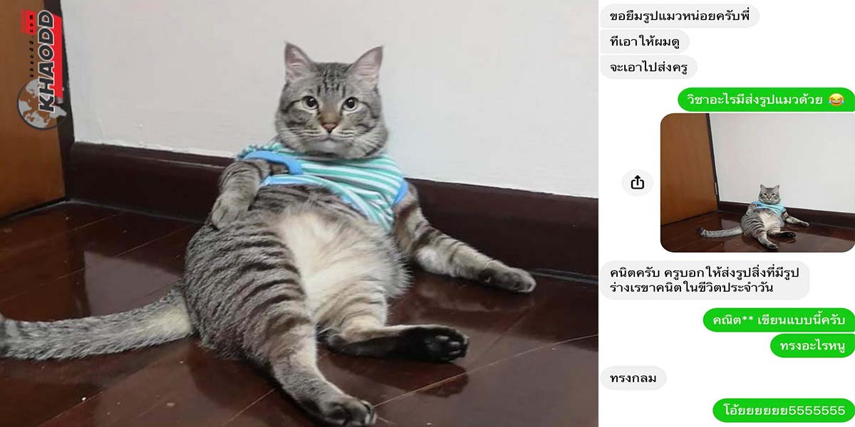 ขอรูปแมวไปส่งวิชาคณิต-ไม่กลมตรงไหน
