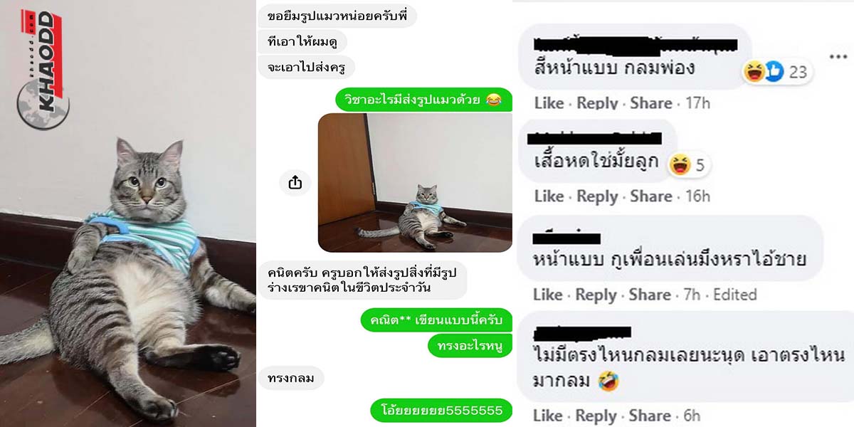 ขอรูปแมวไปส่งวิชาคณิต-เพราะแมวอ้วนกลม