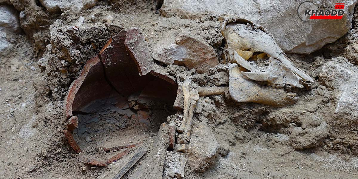 คนยิวอาจเคยกินหมู-เพราะนักโบราณคดีค้นพบซากหมู