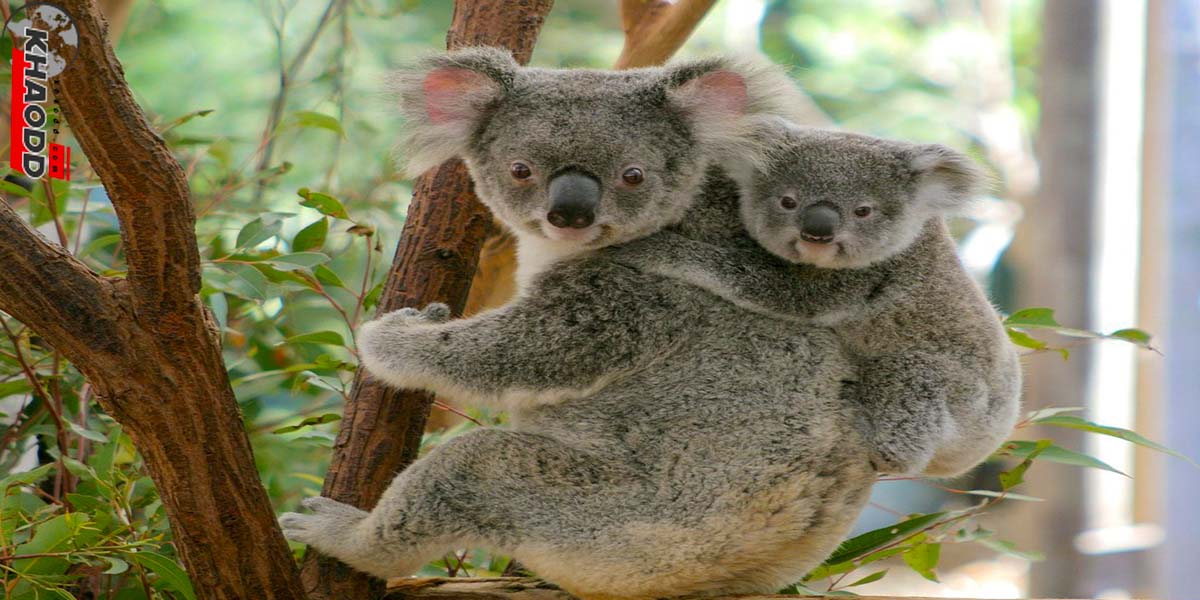 Lone Pine Koala Sanctuary  ควีนส์แลนด์ Queensland