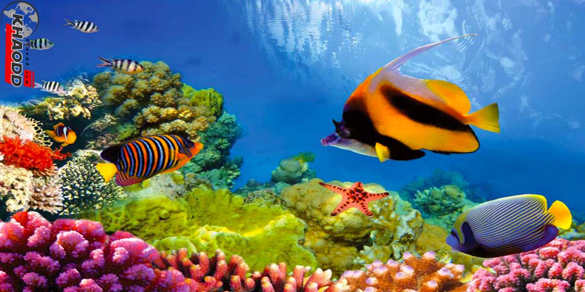 ดูแนวปะการัง The Great Barrier Reef