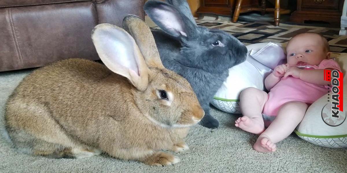 พี่กระต่ายยักษ์จะดูแลน้องเอง