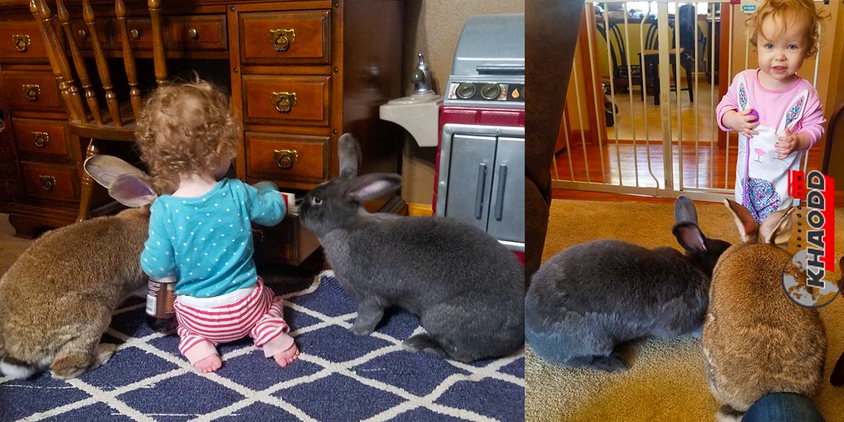 กระต่ายยักษ์รักเด็กน้อยมาก