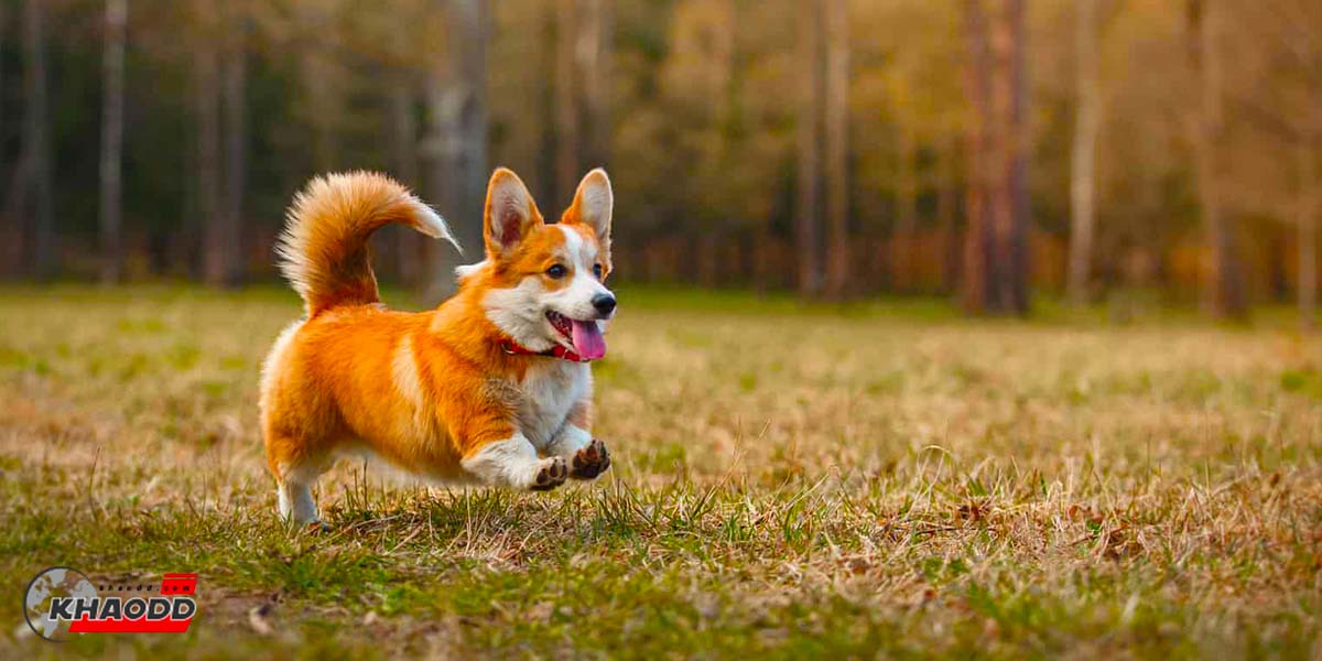 ขปริศนาคาใจของทาส!! Welsh Corgi