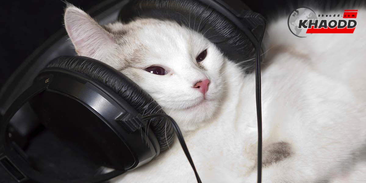 ดนตรีสำหรับแมวเป็นอย่างไร