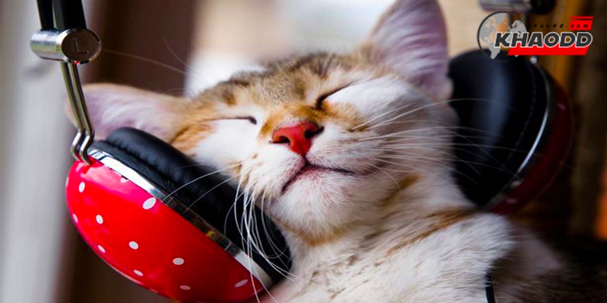 เพลงแบบไหนแมวชอบฟัง-เพลงสำหรับแมวโดยเฉพาะ
