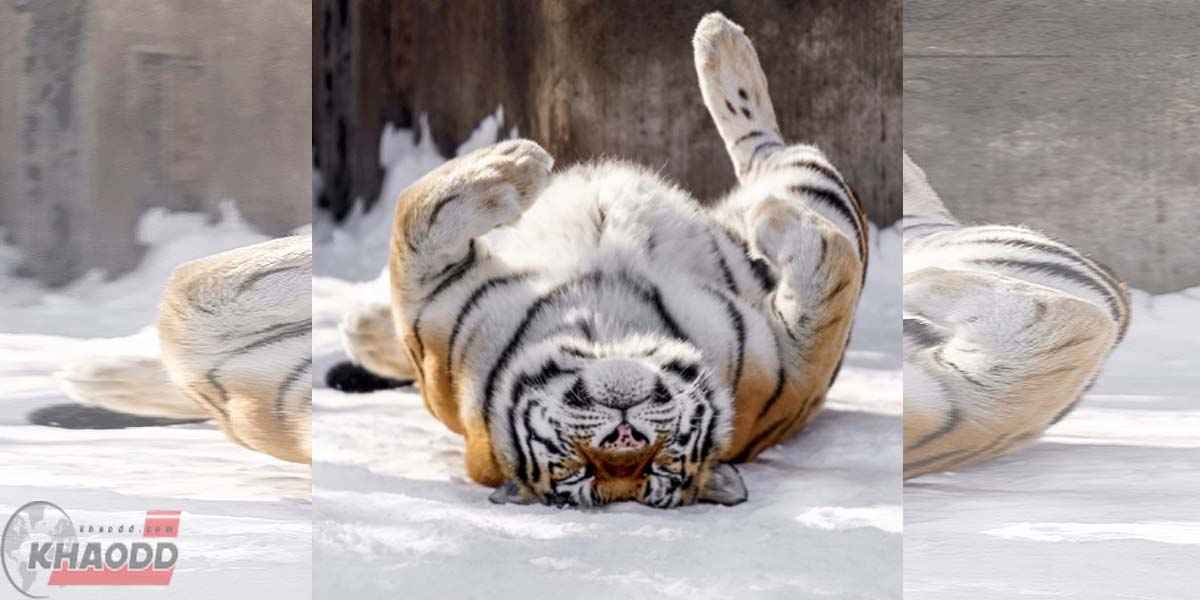 น้องเกิดผิดร่างหรือเปล่าเนี่ย น่ารักเกินไปแล้ว เสือโคร่ง สัตว์ป่านในญี่ปุ่น ภาพจากไอจี @riku_0710