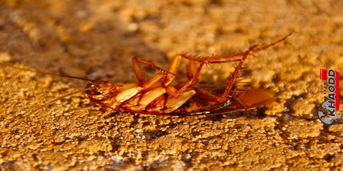 “แมลงสาบ” แมลงชนิดหนึ่งที่เก่าแก่ที่สุดในโลกที่ยังคงเหลืออยู่หลังอุกาบาตตก