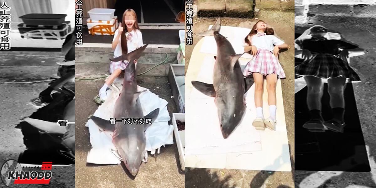 ถีจื่อ เน็ตไอดอลสาวชาวจีนกับฉลาม