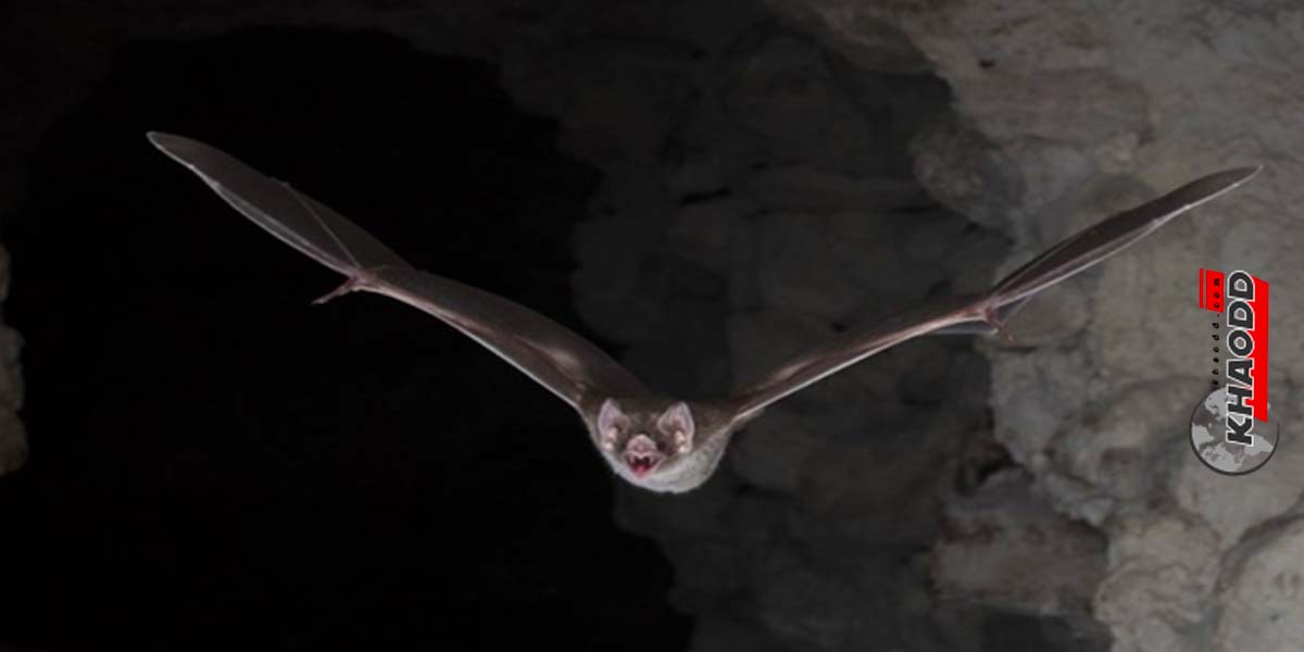 ลําไส้ของ Vampire bat ยังมีลักษณะพิเศษ