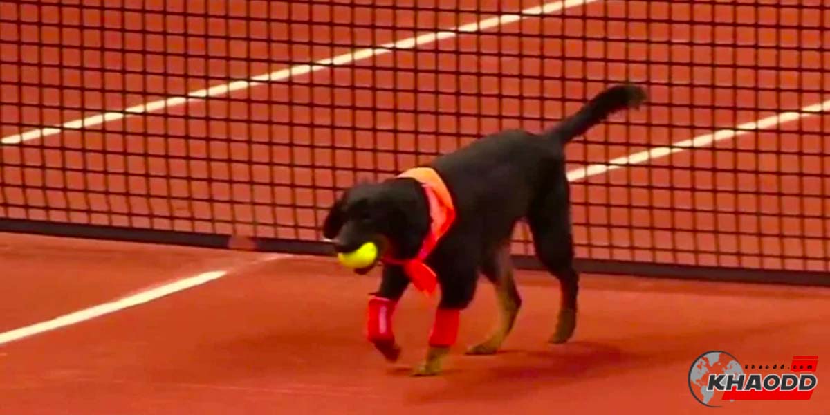สุนัขเก็บบอลแทนเด็กเก็บบอล