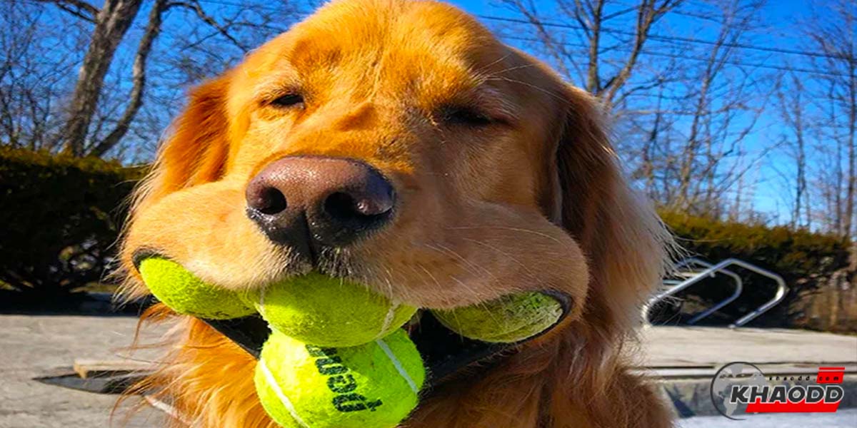 น้องหมาเก็บบอลแทนเด็ก-แต่ไม่ยอมคืนบอลให้